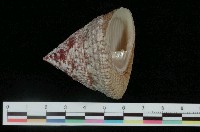 藏品(細紋鐘螺)的圖片